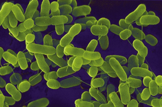 Illustration for article titled Bioencryption can store almost a million gigabytes of data inside bacteria